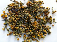 Bitkrėslė paprastoji