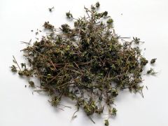 Čiobrelis vaistinis