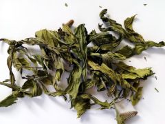 Gyslotis siauralapis