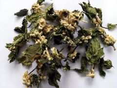 Notrelė baltažiedė