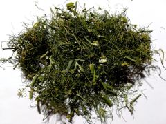 Pankolis paprastasis