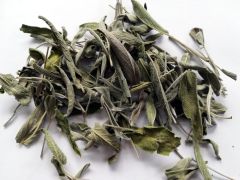 Šalavijas vaistinis