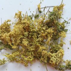 Vingiorykštė pelkinė