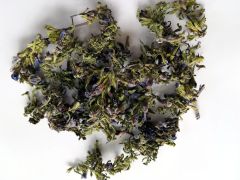 Žiomenė darželinė